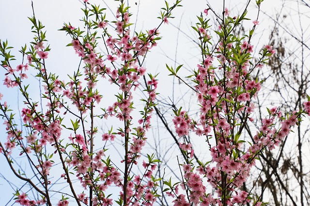羊山桃花——桃花春色暖先開(kāi) 明媚誰(shuí)人不看來(lái)
