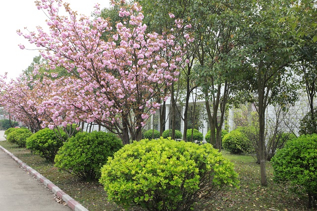 湖東水廠(chǎng)——紅芳艷兮花似霧 綠陰徑兮葉生煙